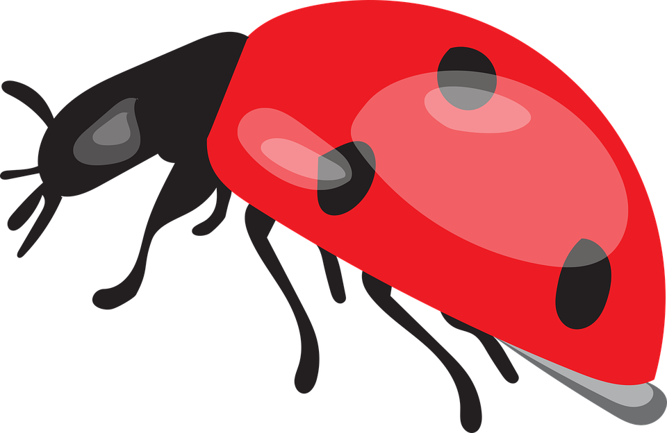 Ladybird Beetle Png Picture (red, black, salmon)