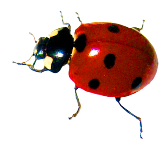 Ladybird Beetle Png (white, beige, black)