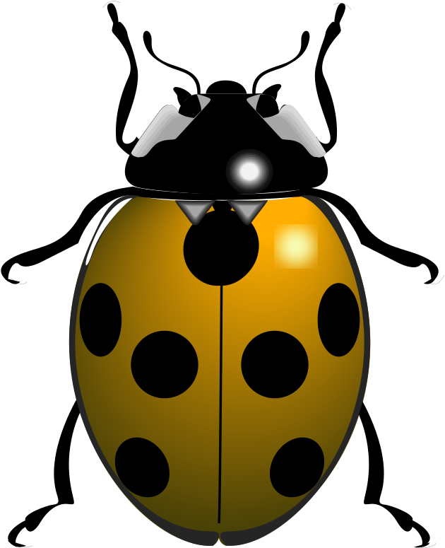 Ladybird Beetle Transparent Png (orange, olive, black)