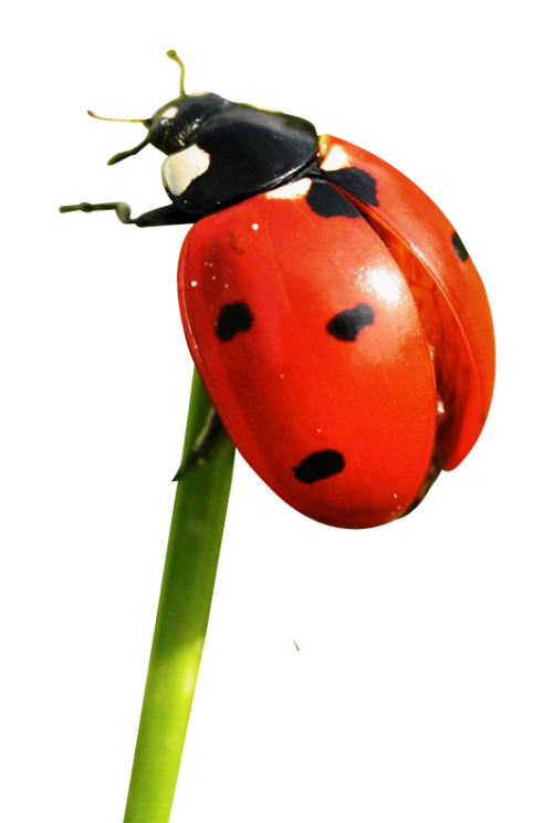 Ladybird Download Png Image (red, black)