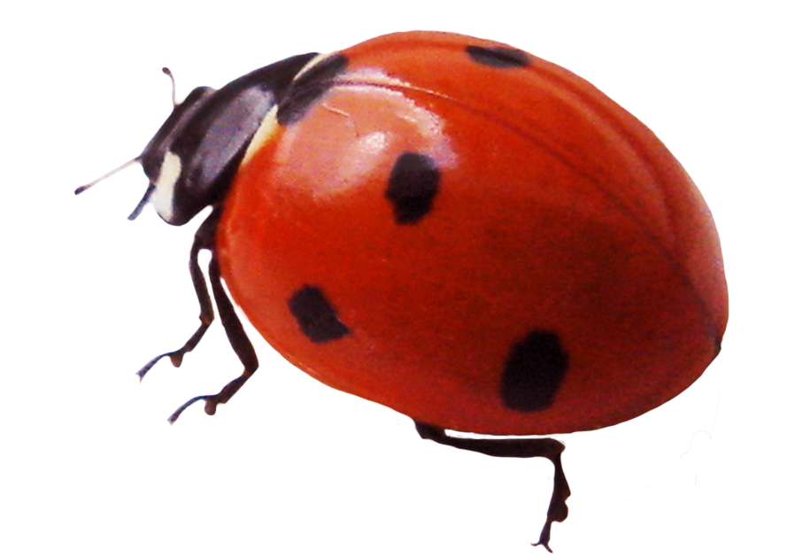 Ladybird Insect No Background (black)