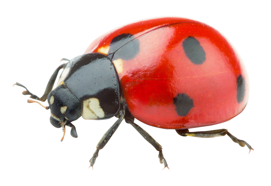 Ladybird Insect Png Clipart (chocolate, black, gray, red)