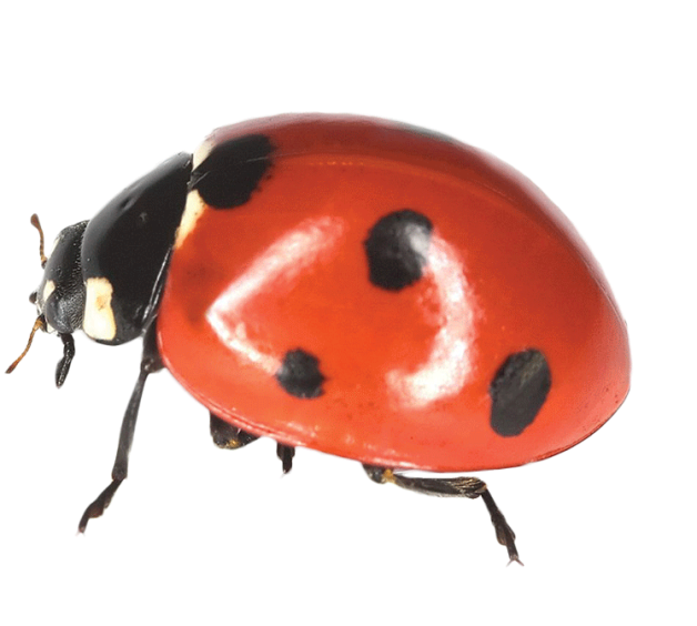 Ladybird Insect Png File (chocolate, black, white)