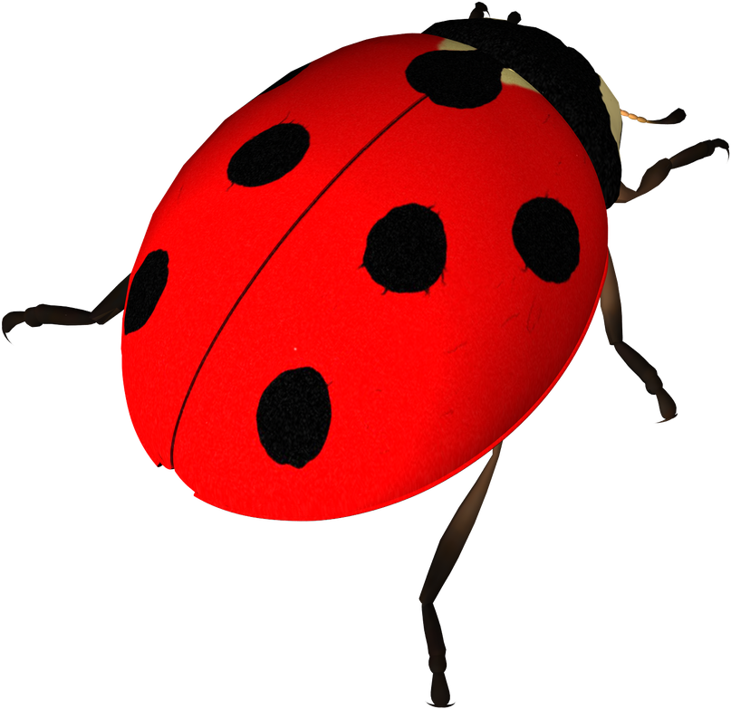 Ladybird Insect Png Hd Image (black, red)