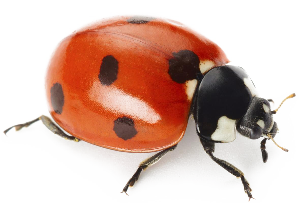 Ladybird Insect Png Image File (black, white)