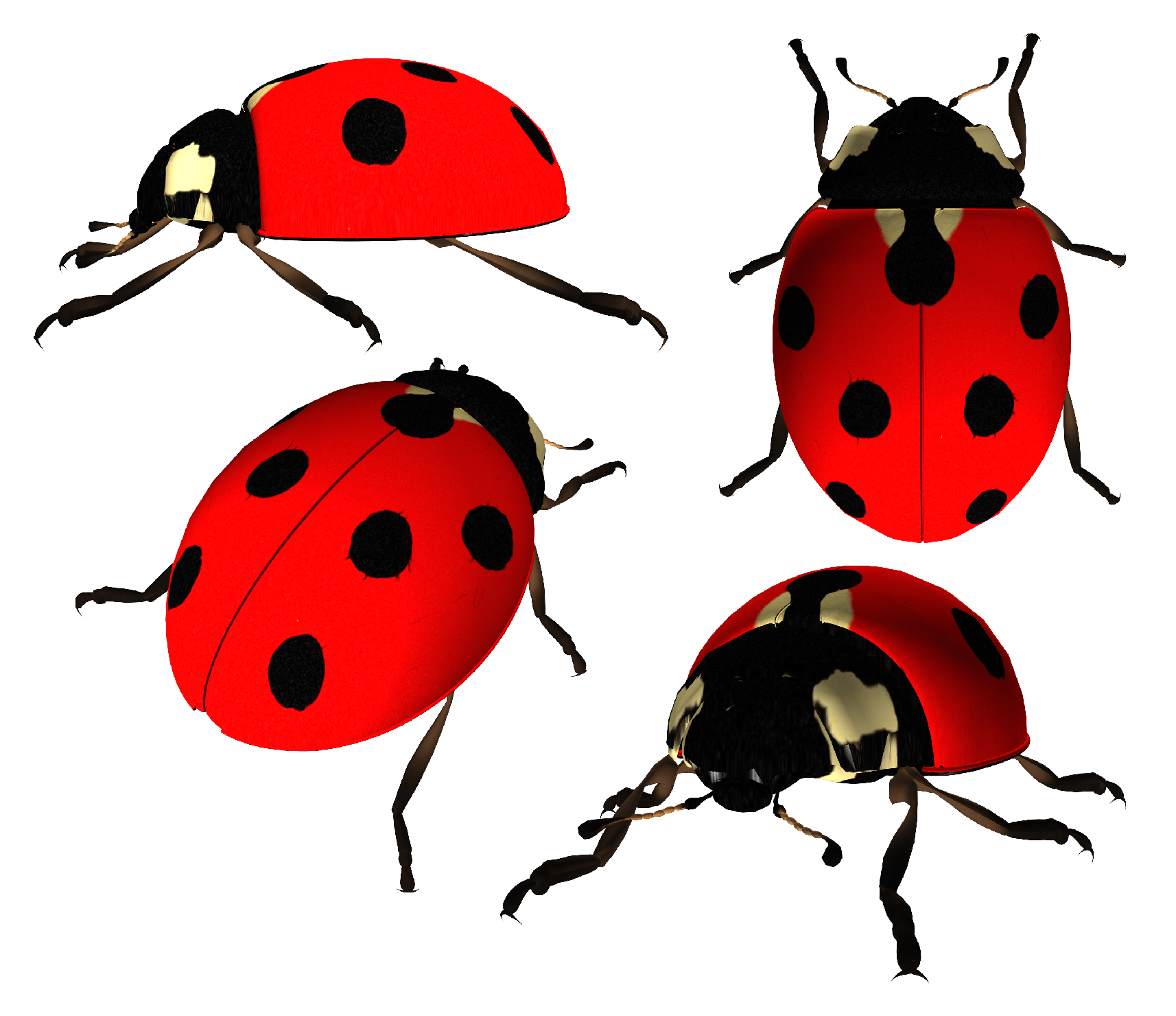 Ladybird Insect Png Image Hd (black, red)