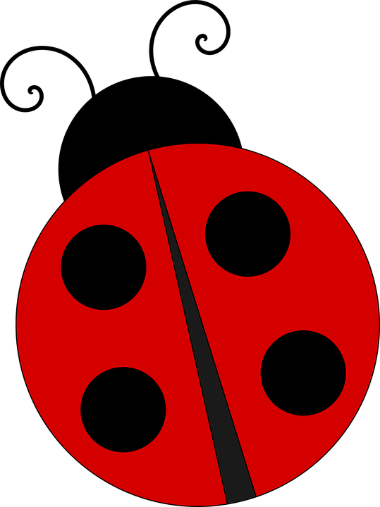 Ladybird Insect Png Image (black, red)