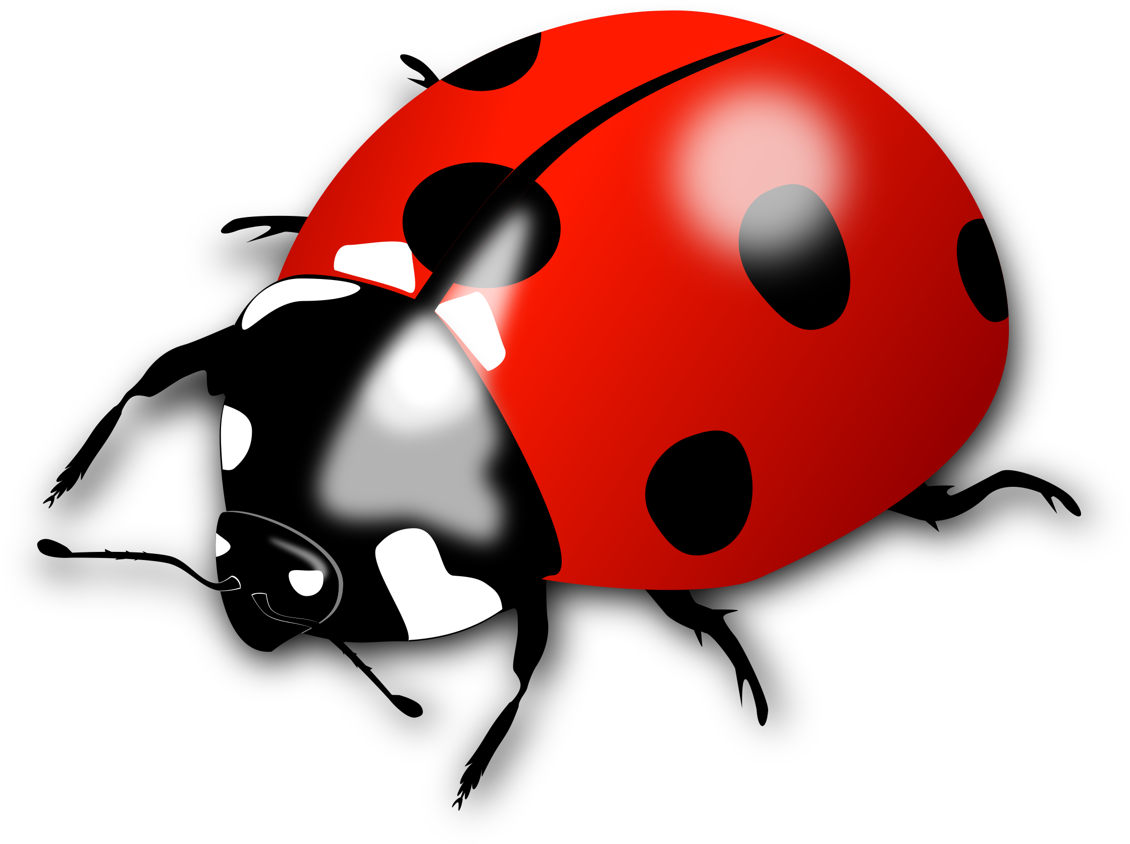 Ladybird Insect Png Images Hd (maroon, white, black, red, silver)