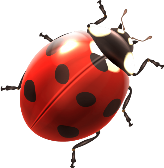 Ladybird Insect Png Pic (black, red, maroon, white)