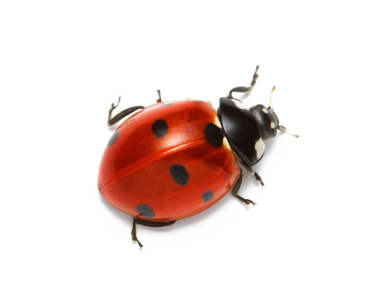 Ladybird Insect Png Picture (lavender, white)