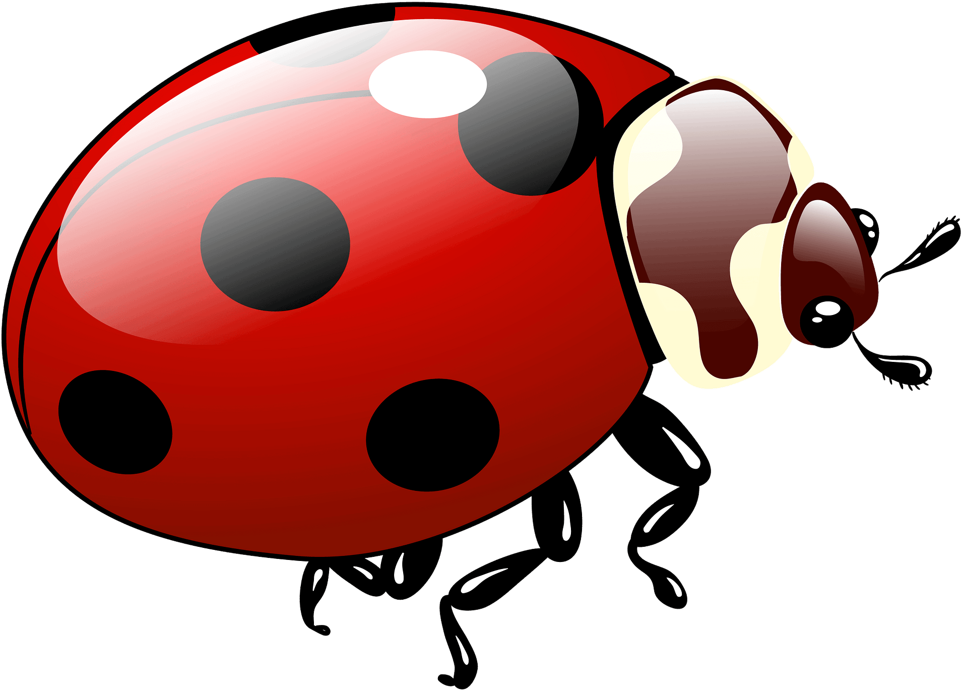 Ladybird Insect Png (black, maroon, white)