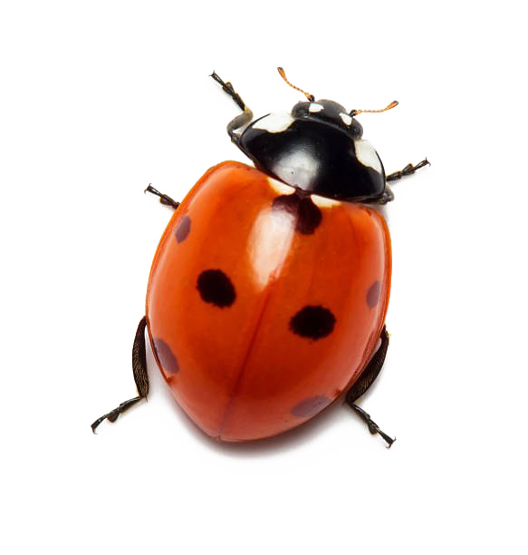 Ladybird Insect (white)