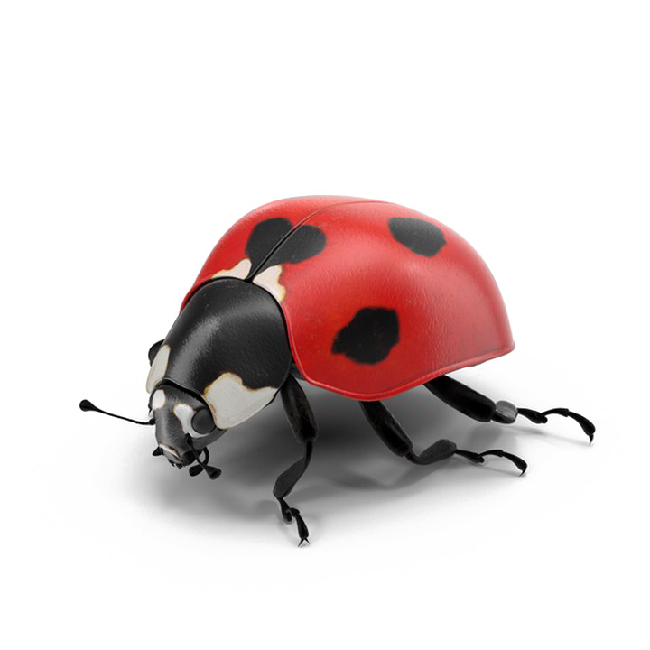 Ladybird Png Cutout (white)