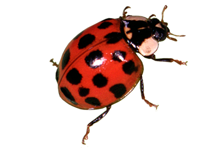 Ladybird Png Hd Image (gray, white, black, silver, salmon)