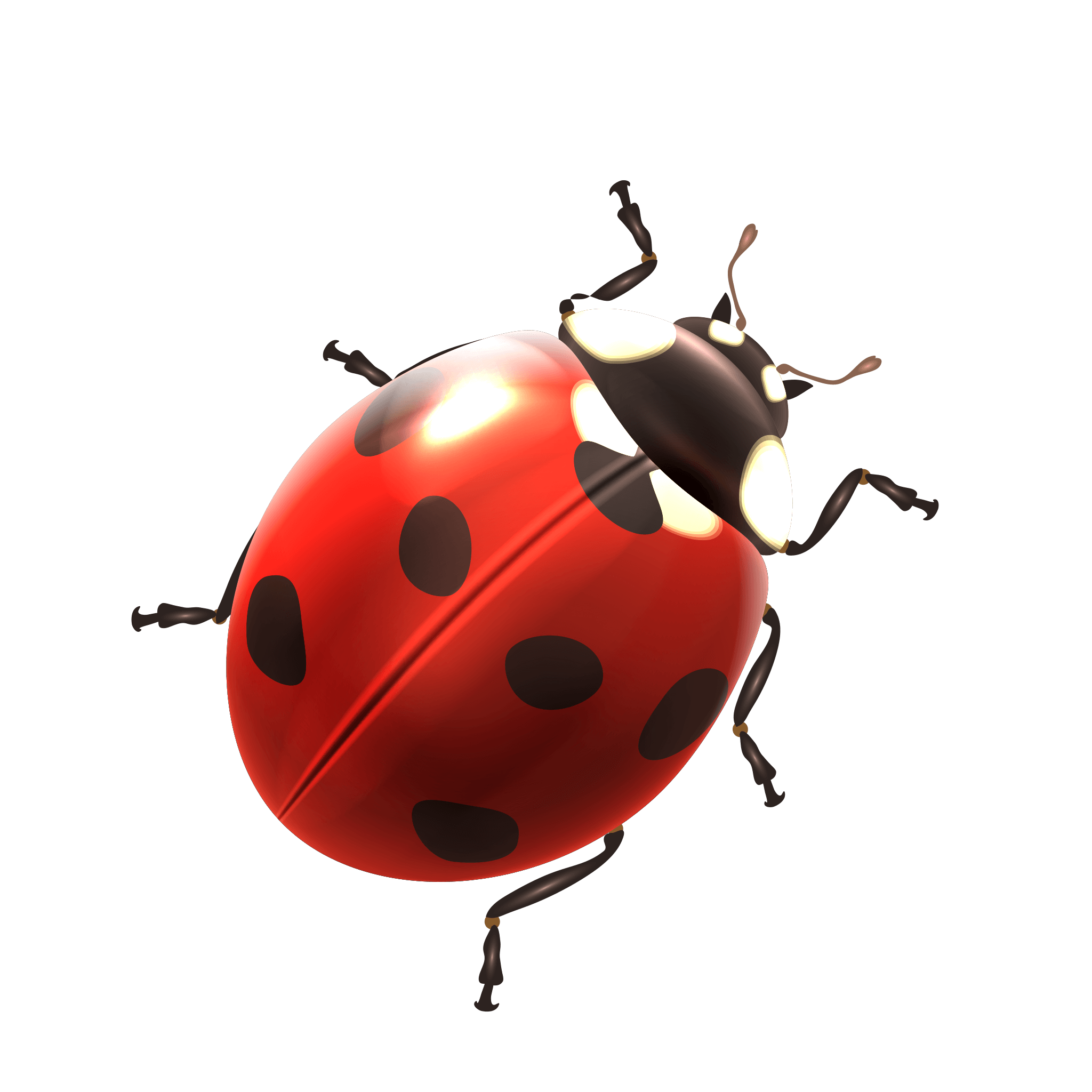 Ladybird Png Images Hd (black, maroon, white)