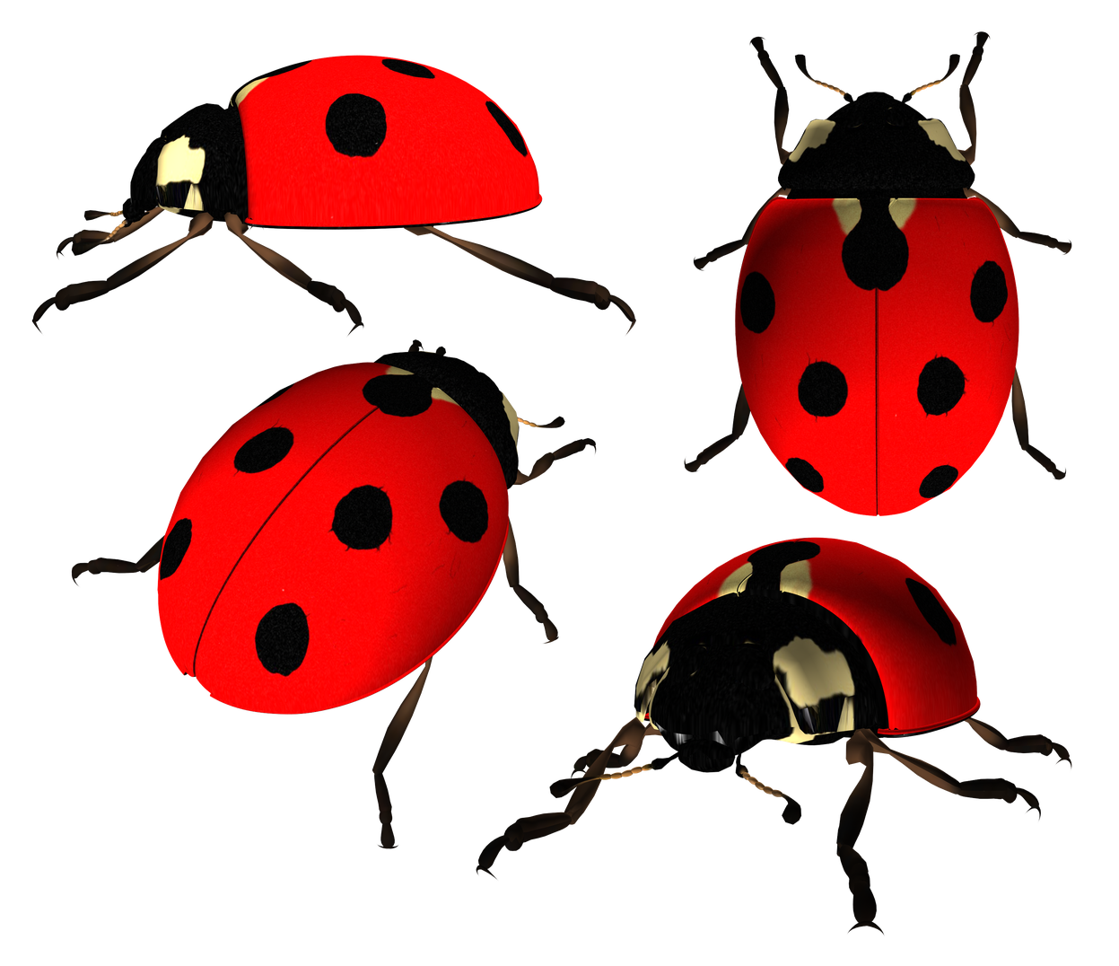 Ladybird Png Photo (red, black)