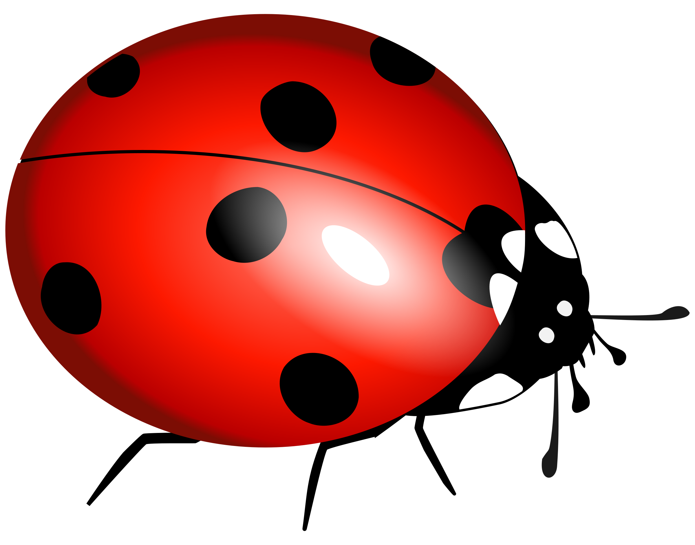 Ladybird Png Pic (black, red, maroon, white)