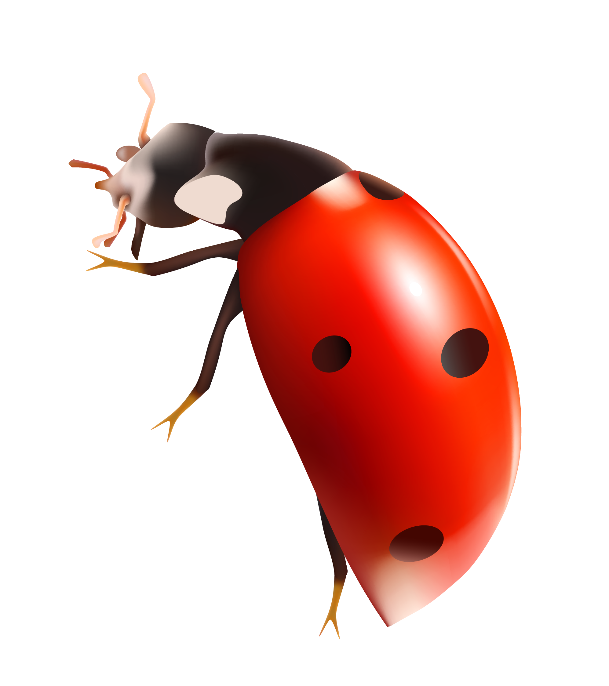 Ladybird Png Picture (beige, black, red, white)