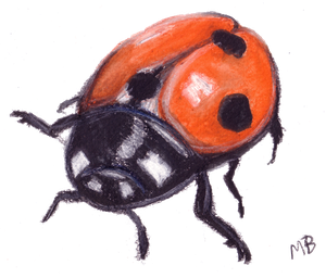 Ladybird Png Transparent Image (black)