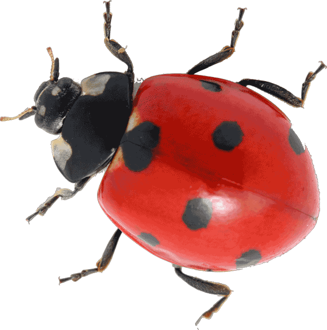 Ladybird Transparent Images Png (white, maroon, chocolate, black)