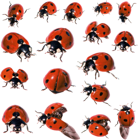 Ladybug Insect Transparent Png (black)