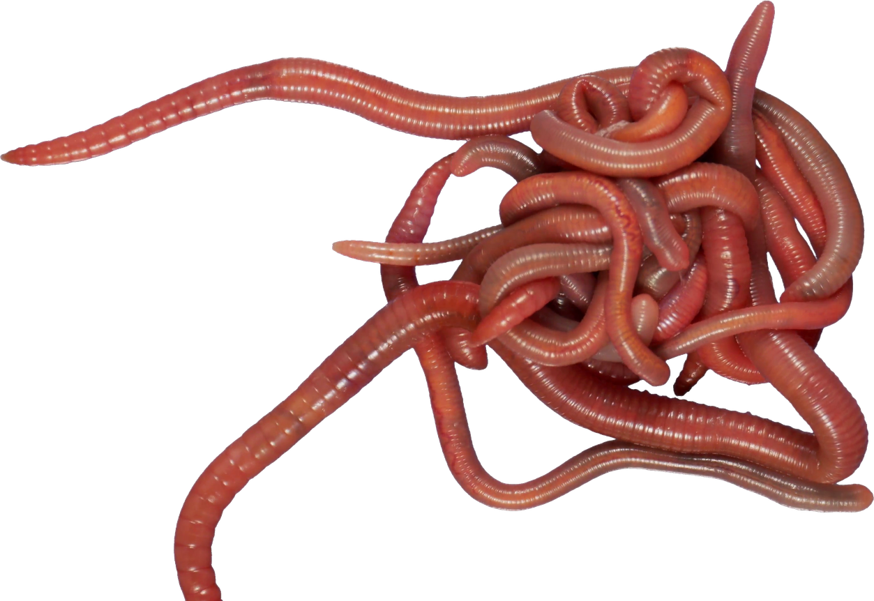 Caecilians Png Pic (black)