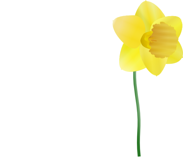 Daffodil Png Isolated Picture (beige, white, green, gold)