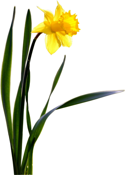 Daffodil Png Photo (black, green)