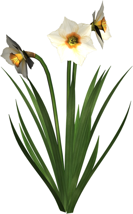 Daffodil Png Photos (black, white)