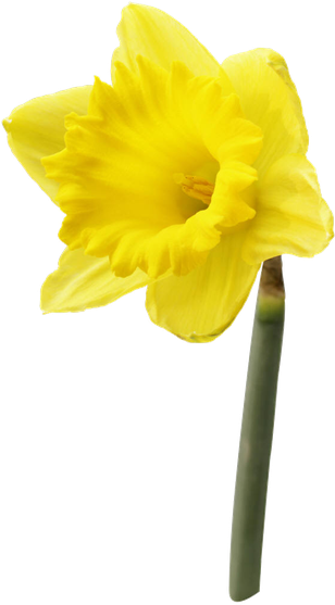 Daffodil Png Pic (orange, black, gold)