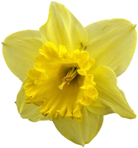 Daffodil Png Transparent Hd Photo (orange, black, olive, gold)