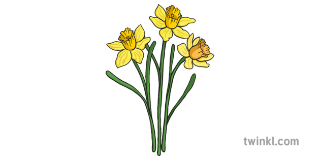 Daffodil Png Transparent Picture (black, green)