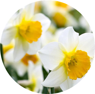 Daffodil Png (lavender, beige, black)