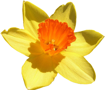 Daffodil Transparent Isolated Png (orange, black, pink, gold)