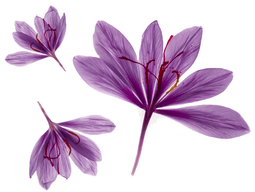 Saffron Png File (gray)