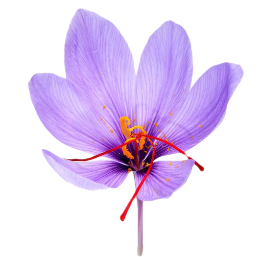 Saffron Png Hd (black, plum)