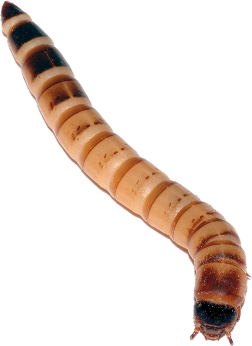 Maggots Png Isolated Hd Pictures (black)