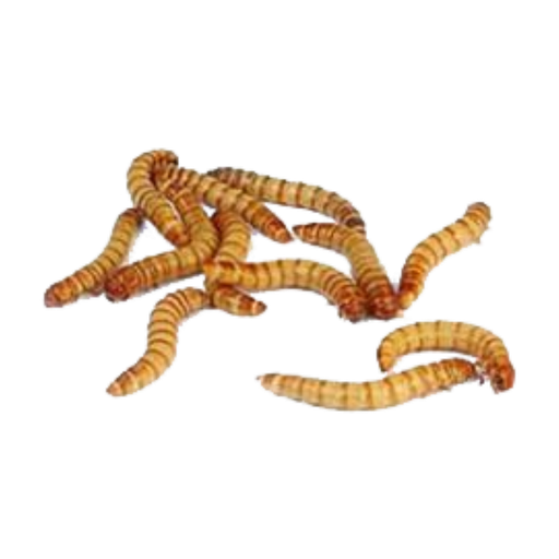 Maggots Png Isolated Hd (chocolate, black)