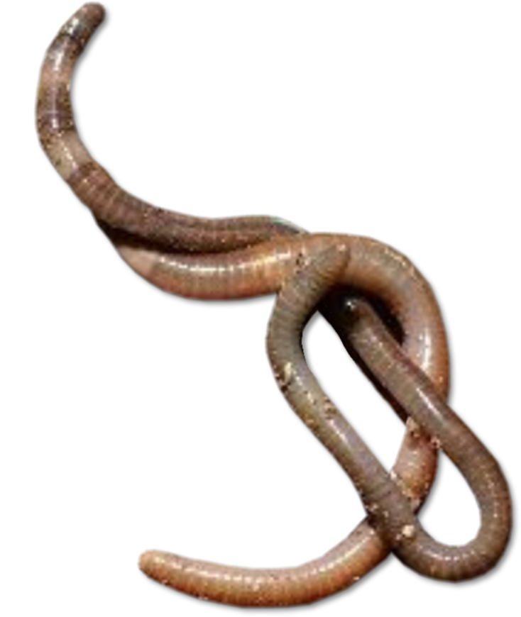 Maggots Png Pic (black)