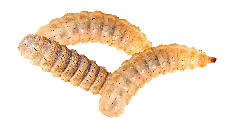 Maggots Png Picture (white, pink, salmon)