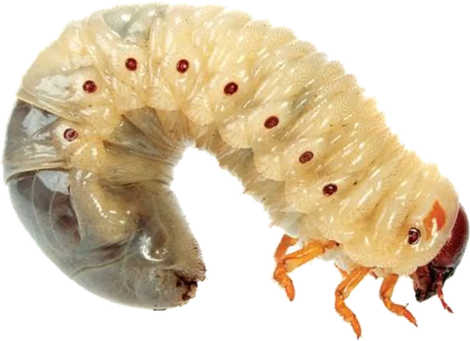 Maggots Png Transparent (silver, pink, black)