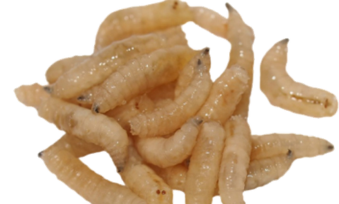 Maggots Png (gray, black)