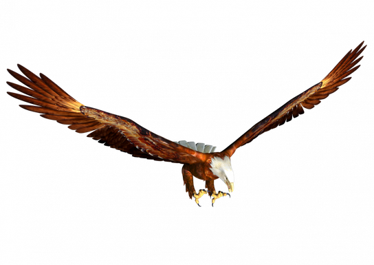 Eagles Png Hd (black)