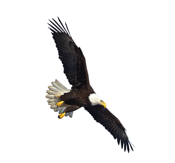 Eagles Png Isolated Hd (black)