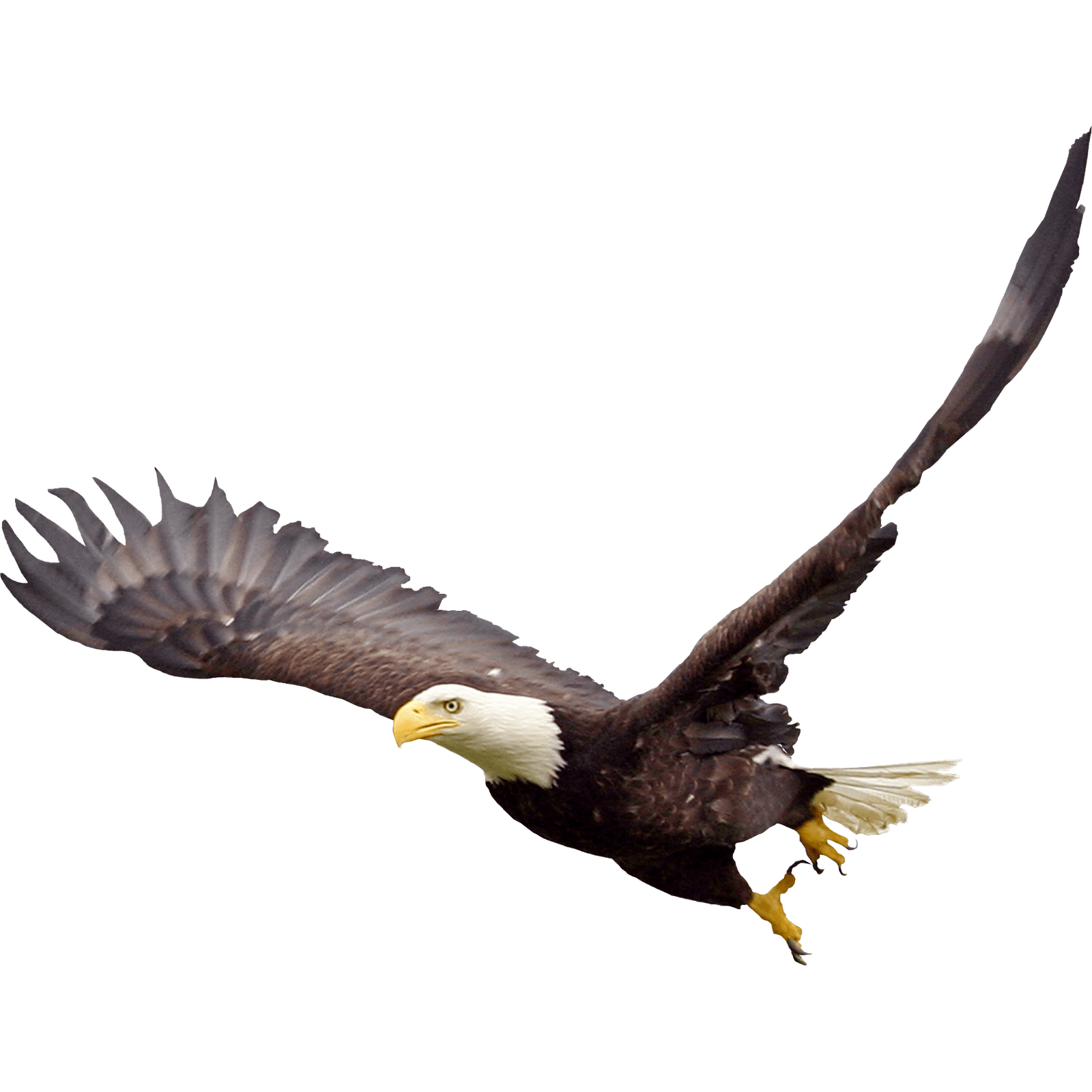 Eagles Png Isolated Image (gray)