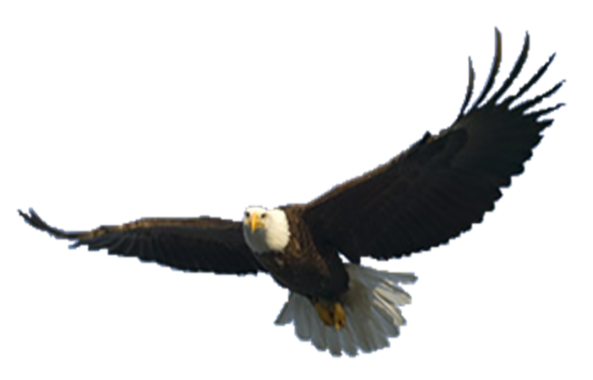 Eagles Png Photo (black, white)