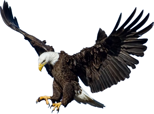 Eagles Png Pic (navy, gray, white, teal)