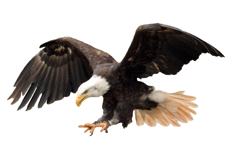 Eagles Png Picture (black, white)