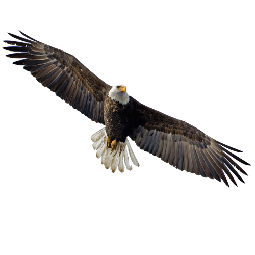 Eagles Png Transparent (silver, gray, white)