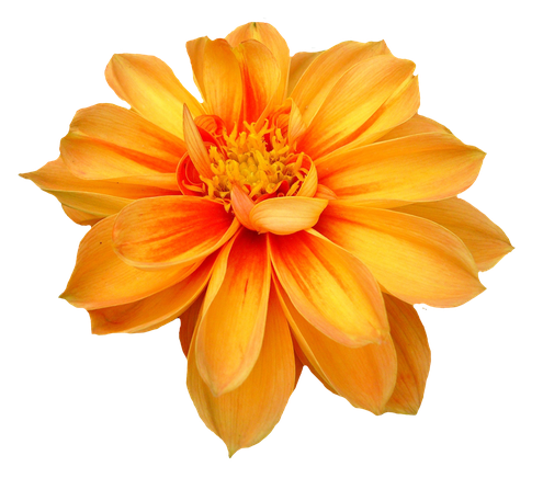 Dahlia Png Free Download 1 (chocolate, black, orange)